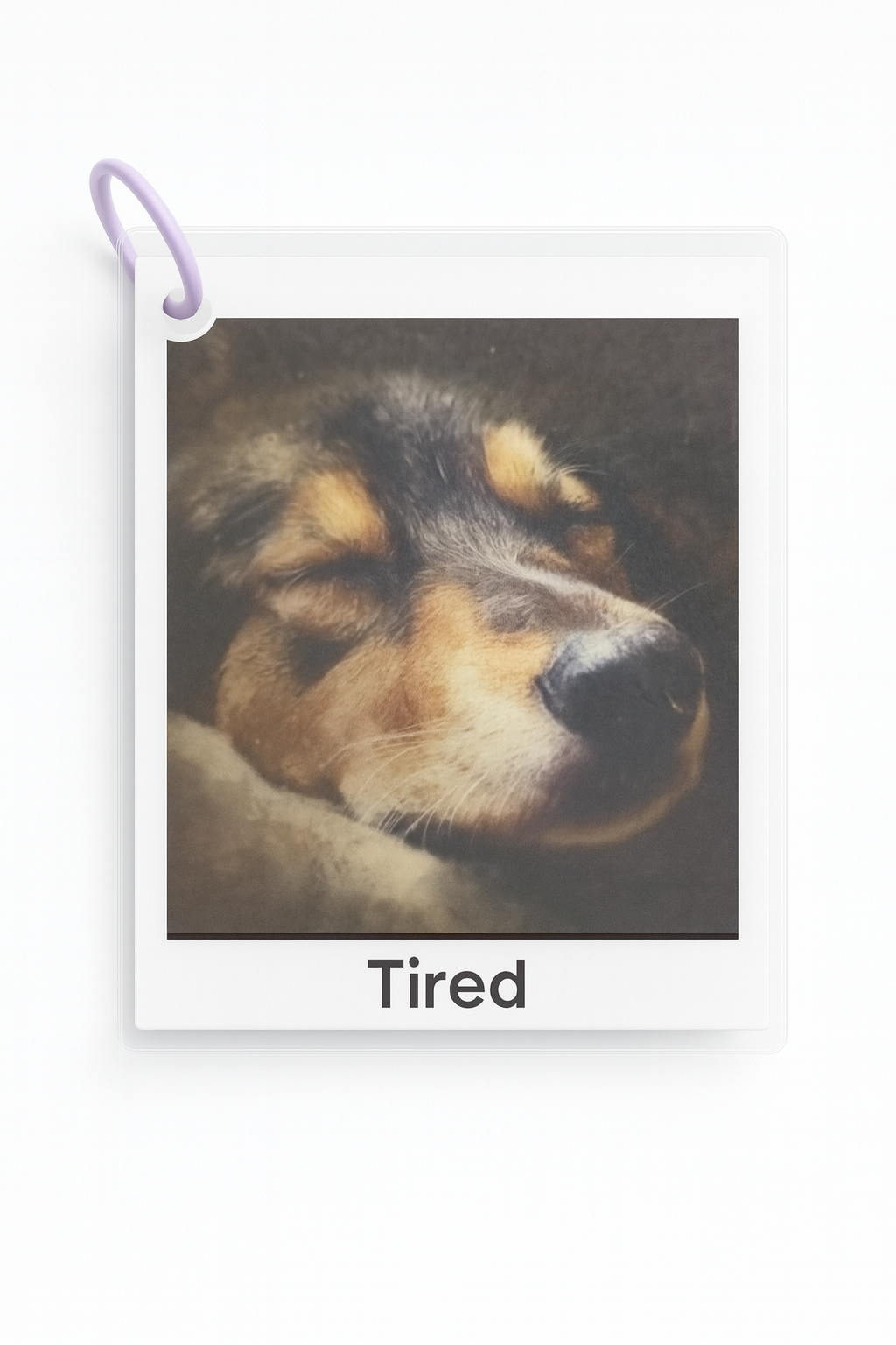 Dog Emotion Cards - Differences Not Disabilities