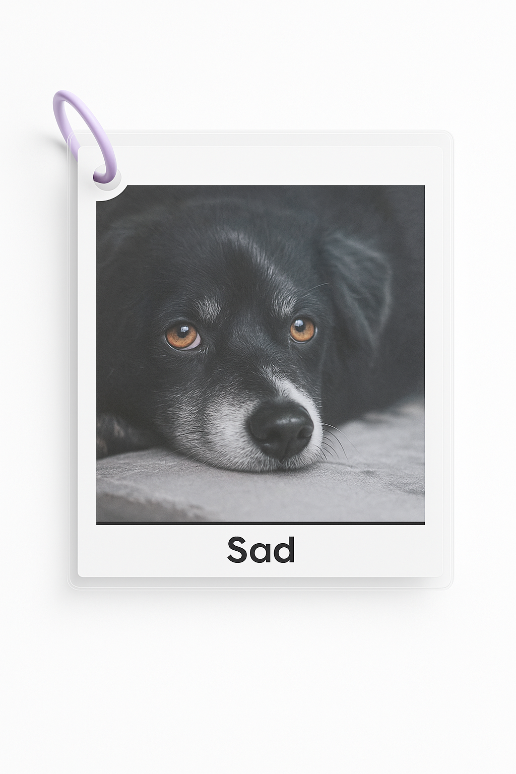 Dog Emotion Cards - Differences Not Disabilities