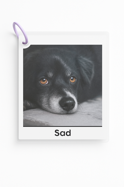 Dog Emotion Cards - Differences Not Disabilities